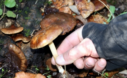 E se em 2017 o Ciclo de Passeios Natureza «Começar pelos Cogumelos?»