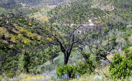 Conhecer «Territórios que nos deslumbram» é o convite do Ciclo de Passeios Natureza 
