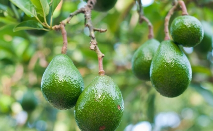 ICNF denuncia promotores de plantação ilegal de abacateiros em Tavira