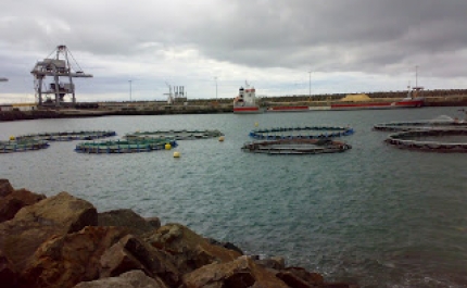 Município de Olhão é um dos parceiros  do I Congresso Ibérico de Aquacultura