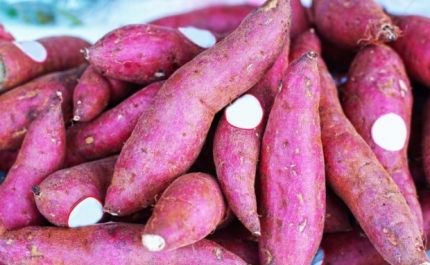 MERCADO MUNICIPAL DESVENDA SEGREDOS DA BATATA-DOCE 