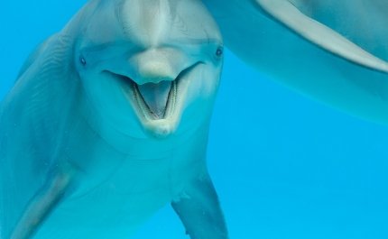 ALGARVE NOS HOLOFOTES DA TELEVISÃO