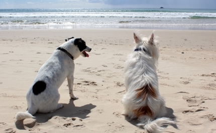 PAN ALGARVE QUER PRAIAS PARA CÃES NA REGIÃO