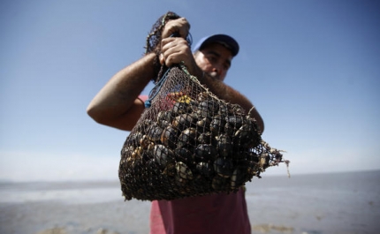 Câmara de Vila Real de Santo António questiona interdições de apanha de bivalves