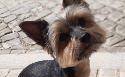 ATUALIZAÇÃO // APARECEU A MEL