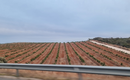 Seca: Agricultura e golfe no Algarve reduzem em 69% consumo de água em fevereiro