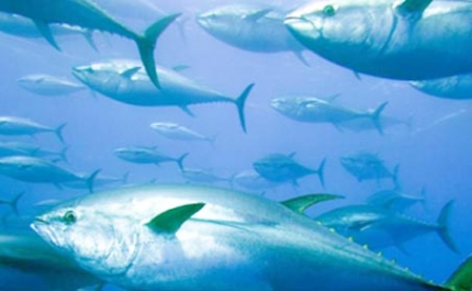Junto à ilha algarvia da Fuseta mergulha-se com cardumes de mais de 1.000 atuns