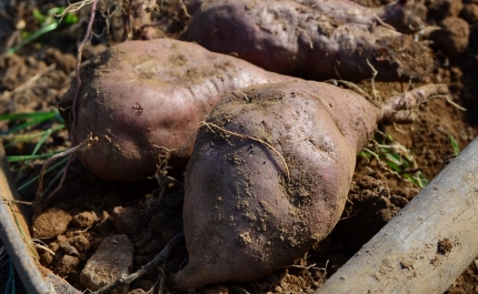 MUNICÍPIO CONTINUA A APOIAR A ASSOCIAÇÃO DE PRODUTORES DE BATATA-DOCE DE ALJEZUR 