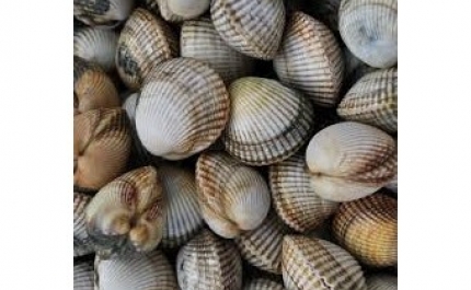 2350 quilos de bivalves apreendidos em Olhão