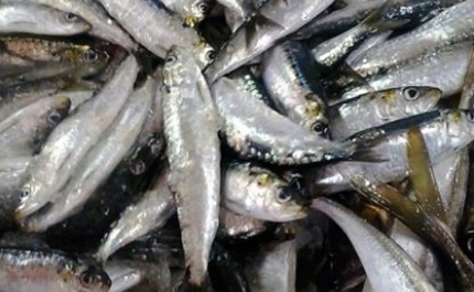 Campanha de avaliação da sardinha incide na costa ocidental até ao final do mês