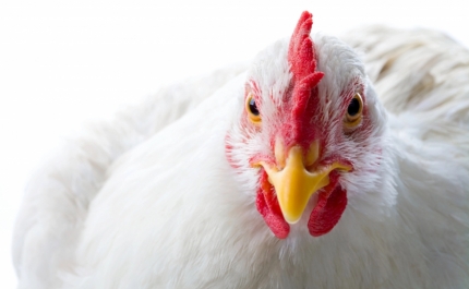 Gripe das aves volta a ser detetada em Portimão