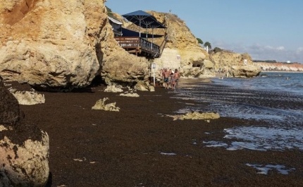 Concentração de algas em praias do Algarve não afeta qualidade da água