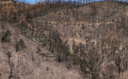 Incêndios: Programa Melhor Floresta iniciou recuperação de 49 hectares em Monchique