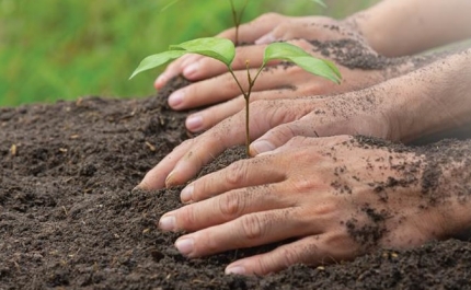 Município de Lagoa: Agricultura regenerativa