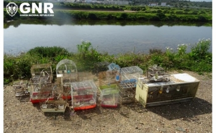 Olhão – Detido por captura e detenção ilegal de aves