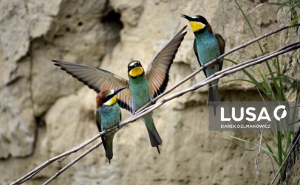 Há espécies de aves ligadas a habitats agrícolas em declínio, alerta SPEA