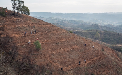 Voluntários plantaram 19 hectares de área ardida em Castro Marim