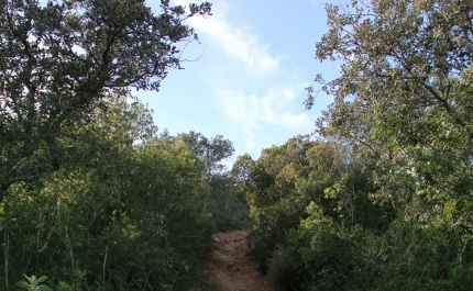 Limpeza de terrenos obrigatória até 15 de março