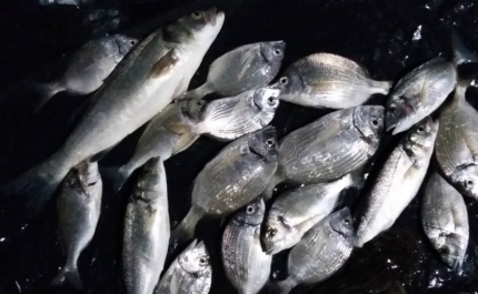 Polícia Marítima em missão de combate à pesca ilegal