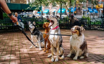 Animais de estimação - as regras para sair à rua sem violar a lei