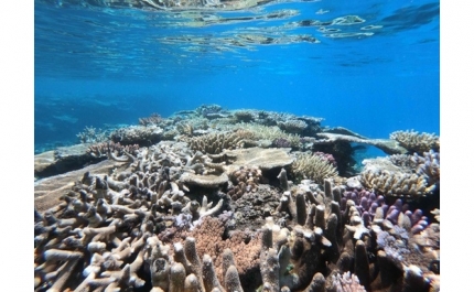 Comunidades microbianas da Grande Barreira de Coral podem informar sobre potenciais ameaças a este ecossistema