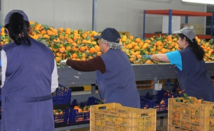 Produtores de laranja algarvios desesperados pedem ajuda para salvar produção