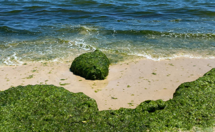Nutrisafe organiza workshop sobre valorização da biomassa das algas invasoras