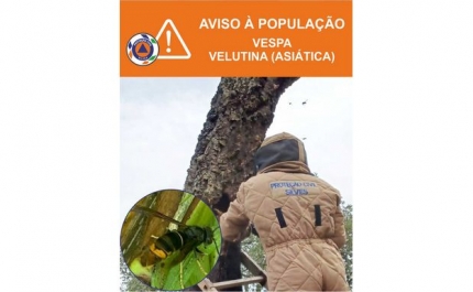 INFORMAÇÃO À POPULAÇÃO – VESPA VELUTINA (ASIÁTICA)
