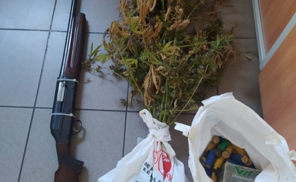 Jovem de Lagoa detido por tráfico e cultivo de estupefacientes