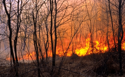 Incêndios: Fogos já consumiram quase 42 mil hectares, oito vezes mais do que em 2024
