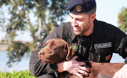 Dia Mundial do Cão celebra-se a 26 de agosto