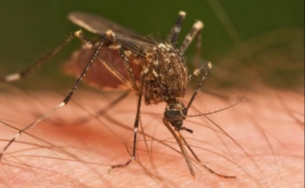 PICADAS DE MOSQUITOS FACILITAM O APARECIMENTO DE IMPETIGO