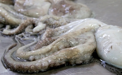 Olhão lidera investigação  da exportação de polvo vivo