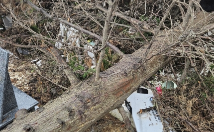 MUNICÍPIO DE FARO PRIORIZA SEGURANÇA,  RESPONSABILIDADE E COMPROMISSO AMBIENTAL  NA GESTÃO DO ARVOREDO URBANO 