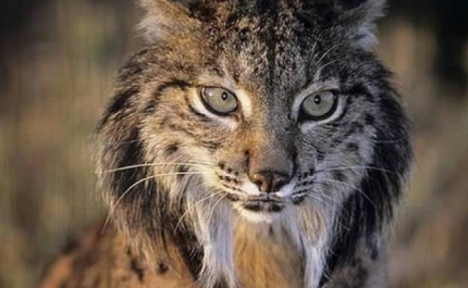 Lince ibérico libertado em Mértola após recuperação de quatro meses em Espanha
