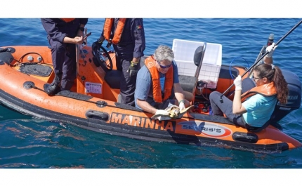 Zoomarine Algarve devolve seis tartarugas juvenis ao oceano com apoio da Marinha Portuguesa