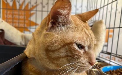 Animal Rescue Algarve recebe animal de pessoa em Situação de Sem-Abrigo a Pedido da Câmara Municipal de Loulé