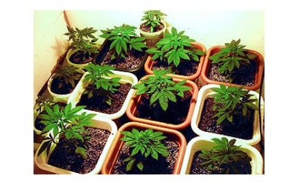 MONCHIQUE: GNR detém dois homens que tinham plantação de canábis