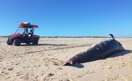 Baleia deu à costa na Ilha de Tavira 
