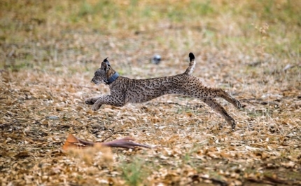 Primeiros lince-ibérico de 2021 nascem em Silves de mãe criada no centro