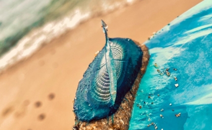 Autoridade Marítima Nacional alerta para os cuidados a ter com Medusas Velella Velella nas praias portuguesas