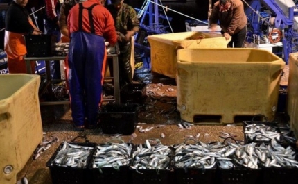 Quota de pesca da sardinha aumenta em 25%