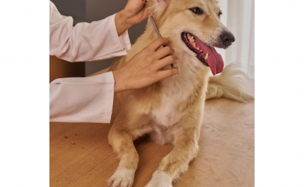SÃO BRÁS DE ALPORTEL ENTRE OS 10 MUNICÍPIOS DO PAÍS QUE MAIS INVESTEM EM APOIO VETERINÁRIO SOCIAL