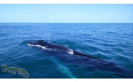 Avistada baleia de 10 metros em Armação de Pêra