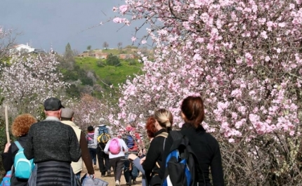 Passeios Pedestres convidam a ver Amendoeiras em Flor