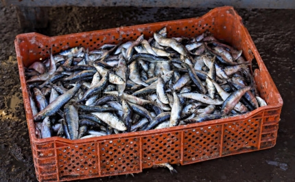 Apreensão de 800 quilos de sardinha por excesso de captura em Olhão