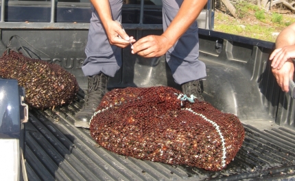 Polícia Marítima de Sines fiscaliza apanha ilegal de percebes na Costa Vicentina