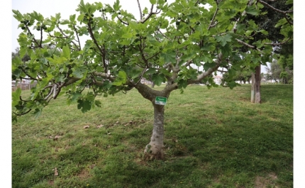 Semana Verde ajudou a tornar Lagos mais arborizada