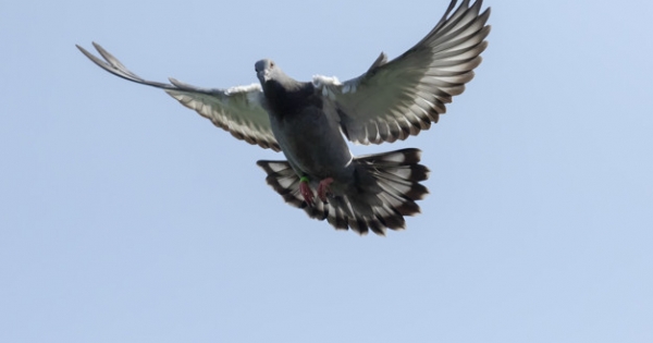 Pombo de corrida é vendido por mais de R$ 10 mi em leilão na Bélgica