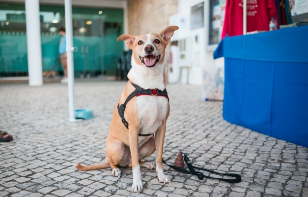 Dia Internacional do Animal assinalado em Quarteira